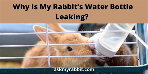 pet water bottle leaking|Why Is My Rabbit’S Water Bottle Leaking And How To。